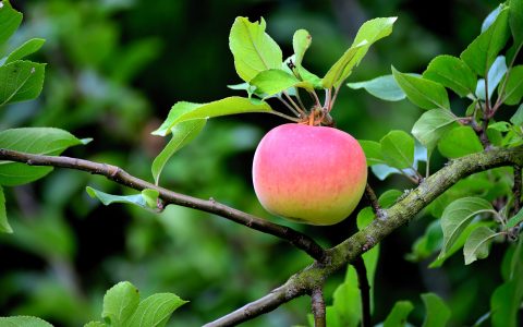 apple-ga9881d1f1_1920