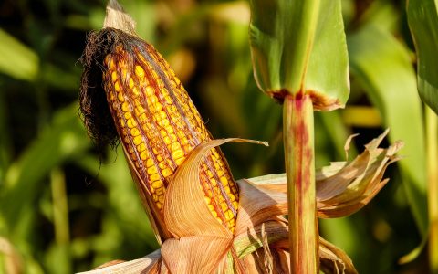 corn-g58e48bb85_1920