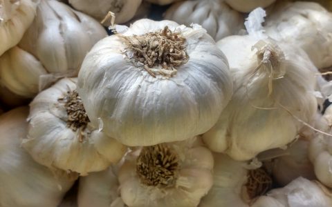 garlic-ga4c311747_1920
