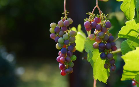 grapes-g2d7cb80ce_1920