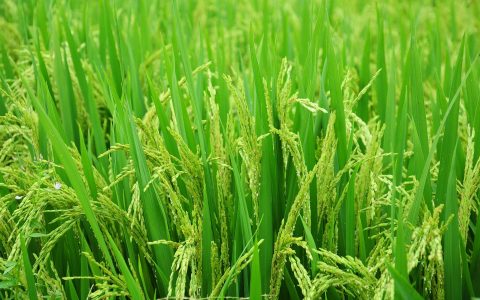 rice-g72c4fd905_1920