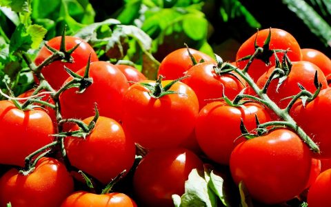 tomatoes-g5a4e80ed9_1280